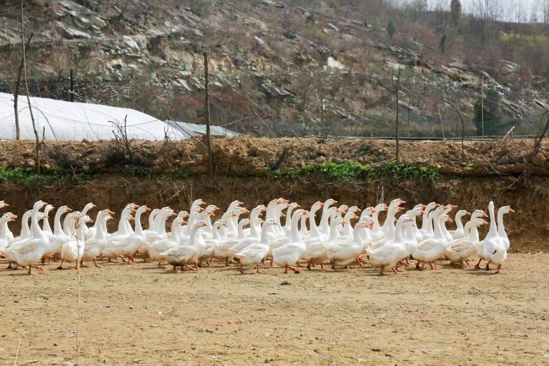 十堰大山里300只散养大鹅待售,老乡最近急白了头!帮帮他吧