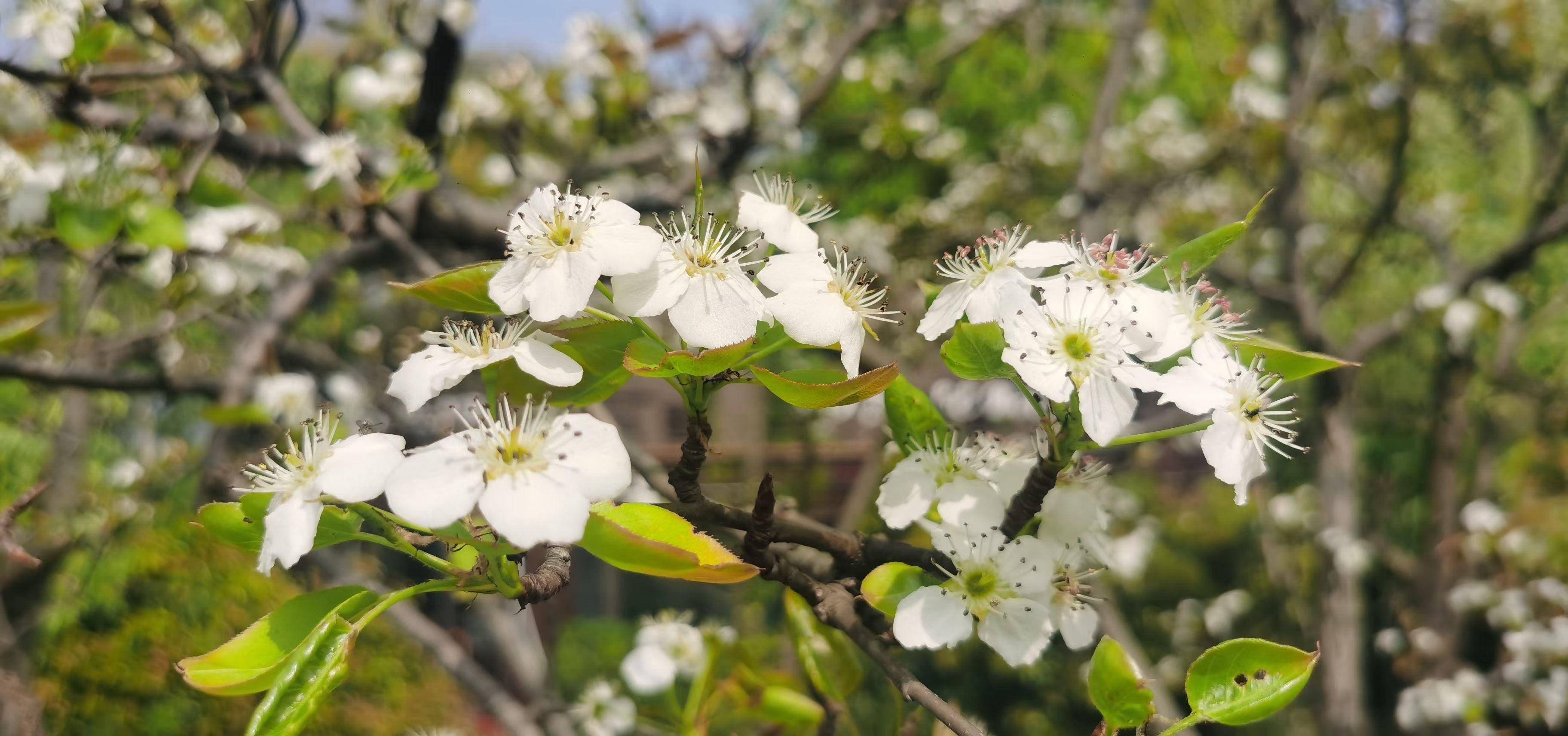 我们也就开心了",听他们讲武汉东湖梨园背后的故事_梨花