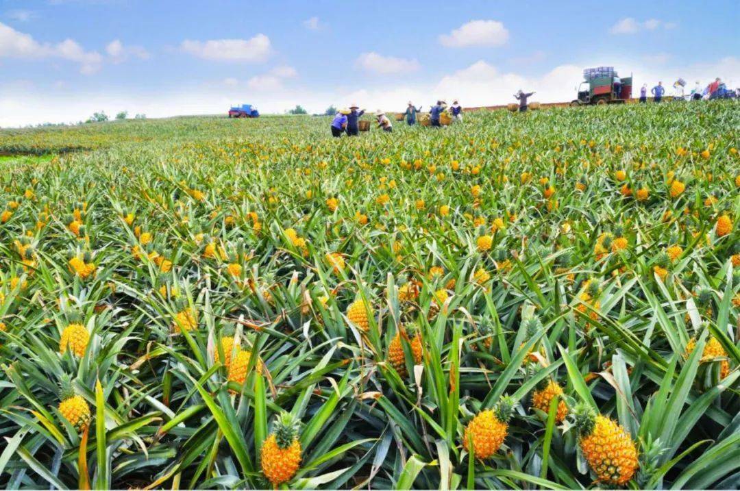 垄上行台北cityboy打卡菠萝的海壮阔风光让他好震撼