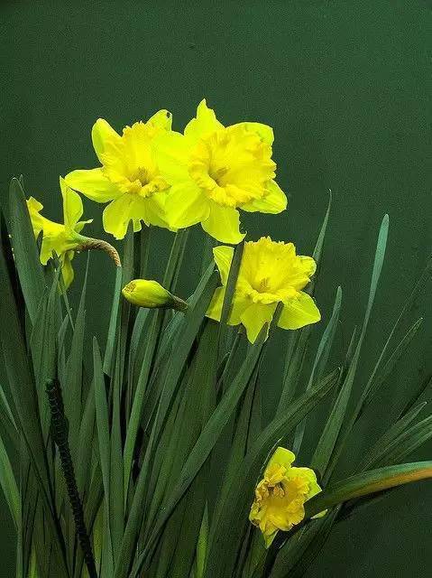 水仙花开 仙气自来 中國