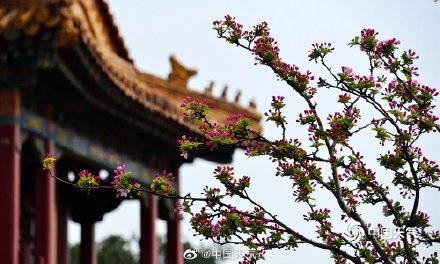 美出天际！北京故宫花儿争春 红墙砖瓦更显静谧