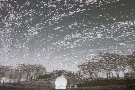 美！鼋头渚湖面樱花桥影相映成趣