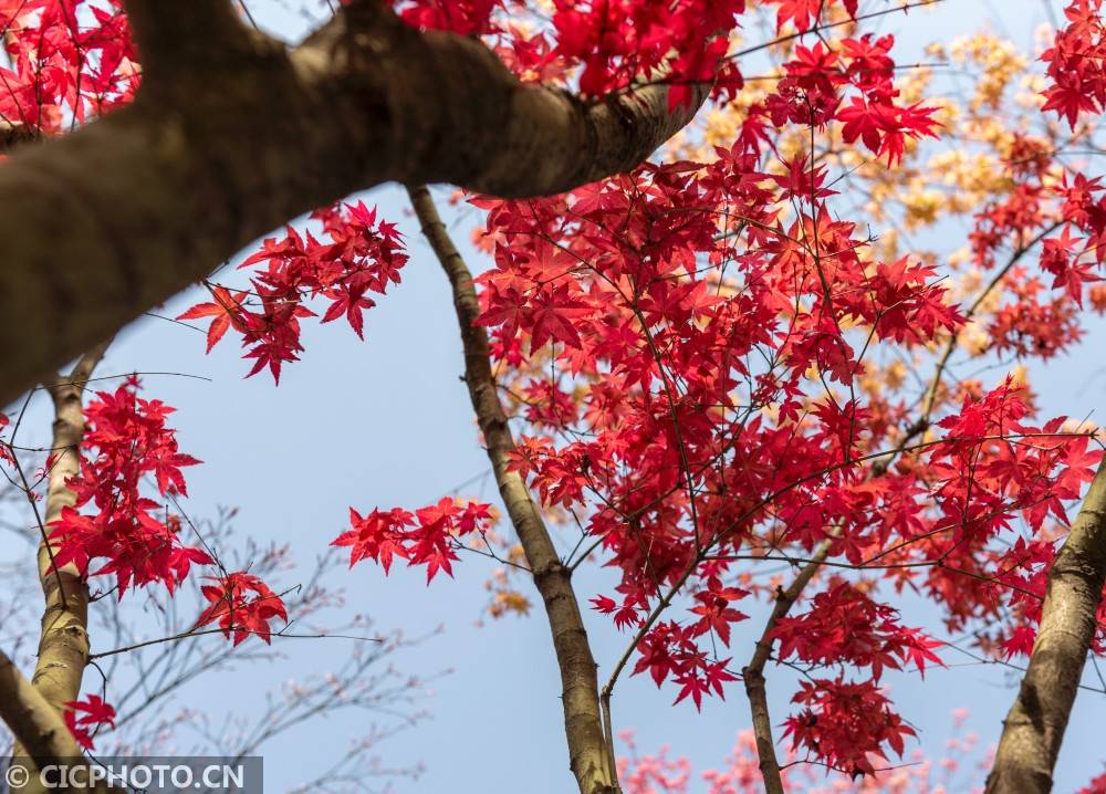 四川什邡：红枫展叶红满坡