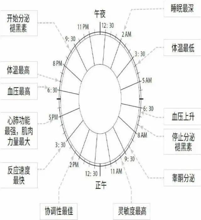 人体细胞更新周期图表图片