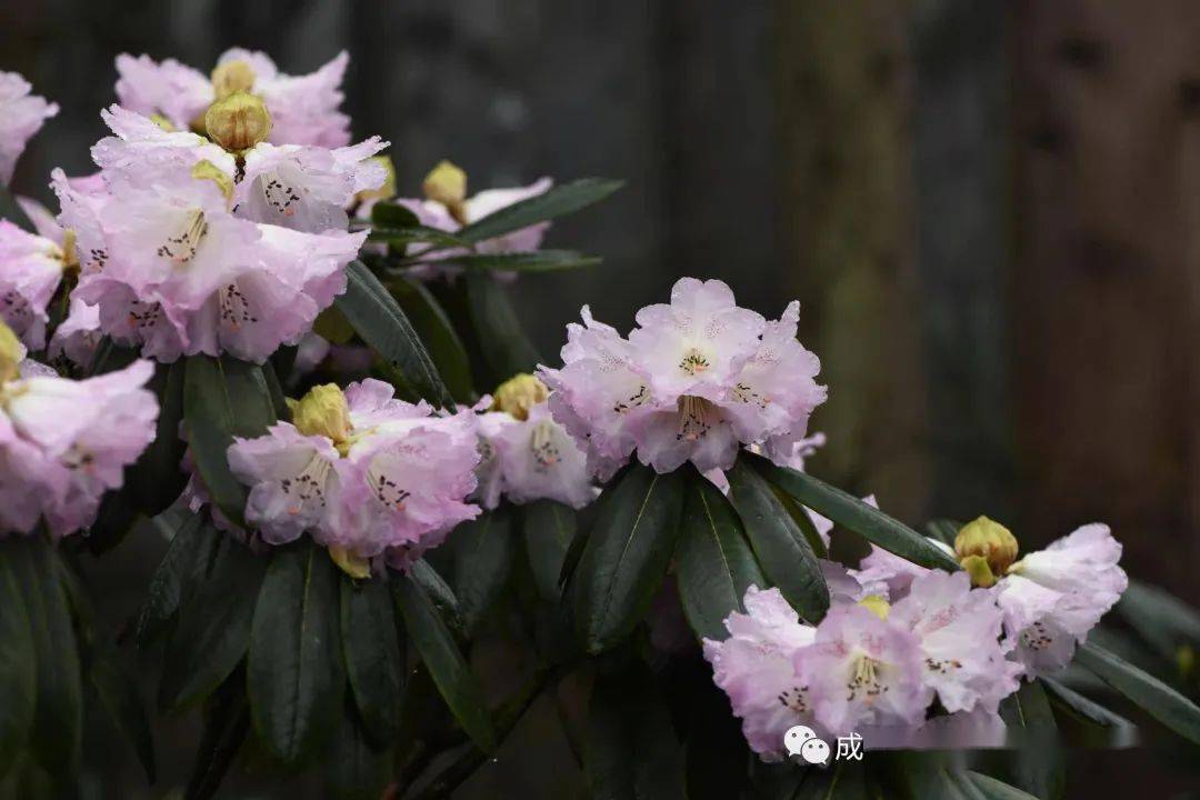 熊猫谷联合华西亚高山植物园举办小型高山杜鹃花展