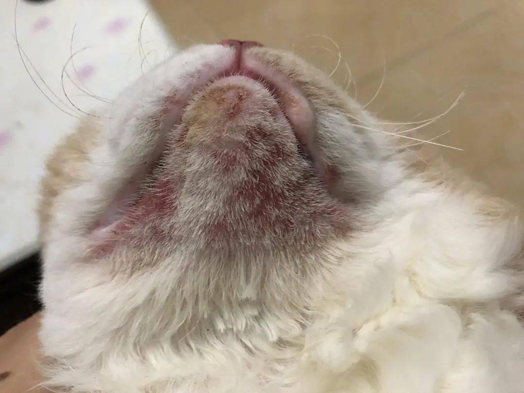 只需要好好的清洁黑下巴的区域:热敷猫咪出现黑头的区域,舒缓软化周围