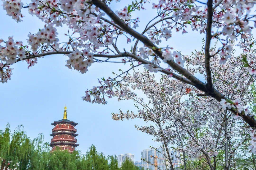 河南洛阳春意融融瀍壑朱樱花开烂漫