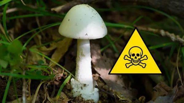 卫生部警告:今年恐迎来最危险的毒蘑菇季!维州人尤其要警惕这两种