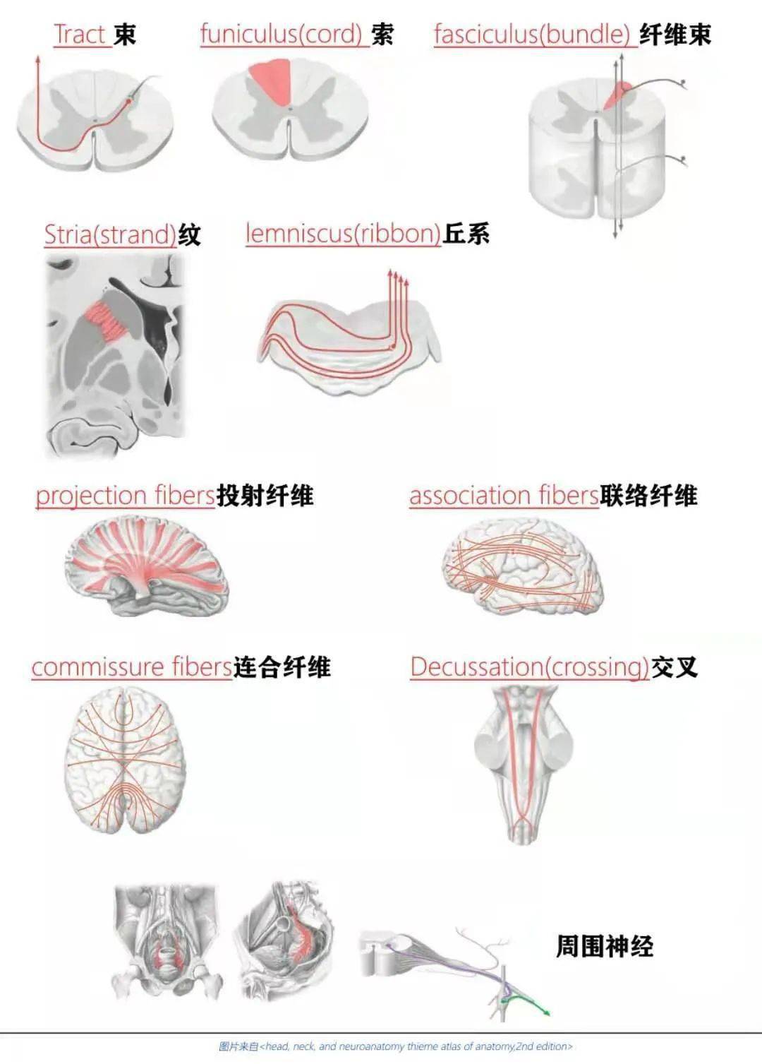 带你区分神经系统的灰白质术语！