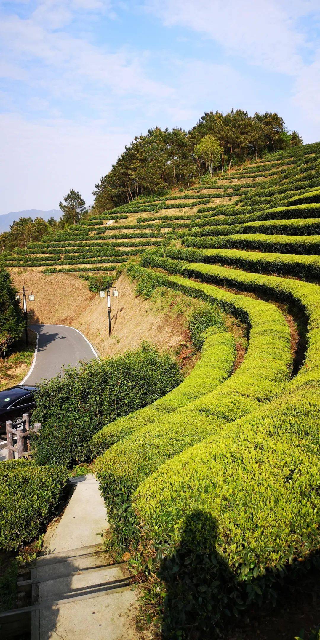 美景欣赏 高山云雾茶中仙 仿若空中的路西茶园 旌德