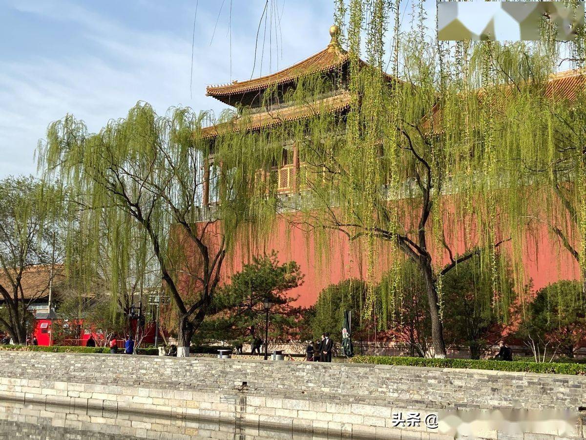 故宫半解:嫩柳下的紫禁城_柳树