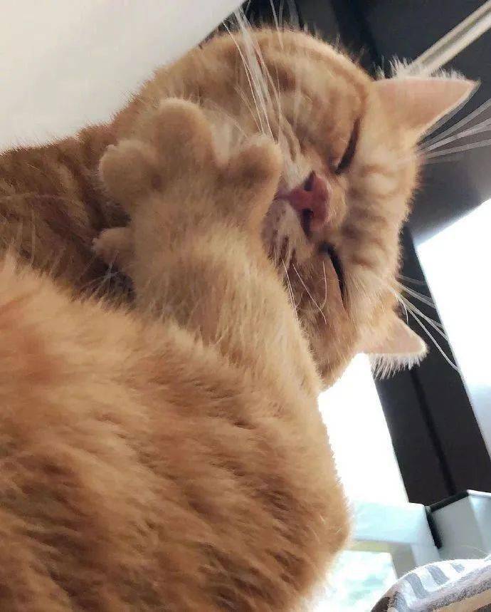 这只猫的脚掌开花,也太可爱了!