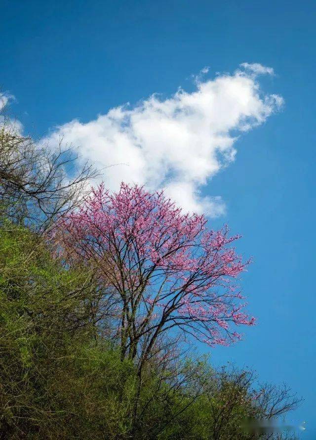 待到山花爛漫時 她在叢中笑紫荊花海甚好!