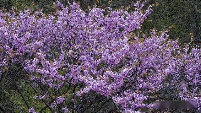 五道峡景区丨邀您共赏紫荆花海 保康