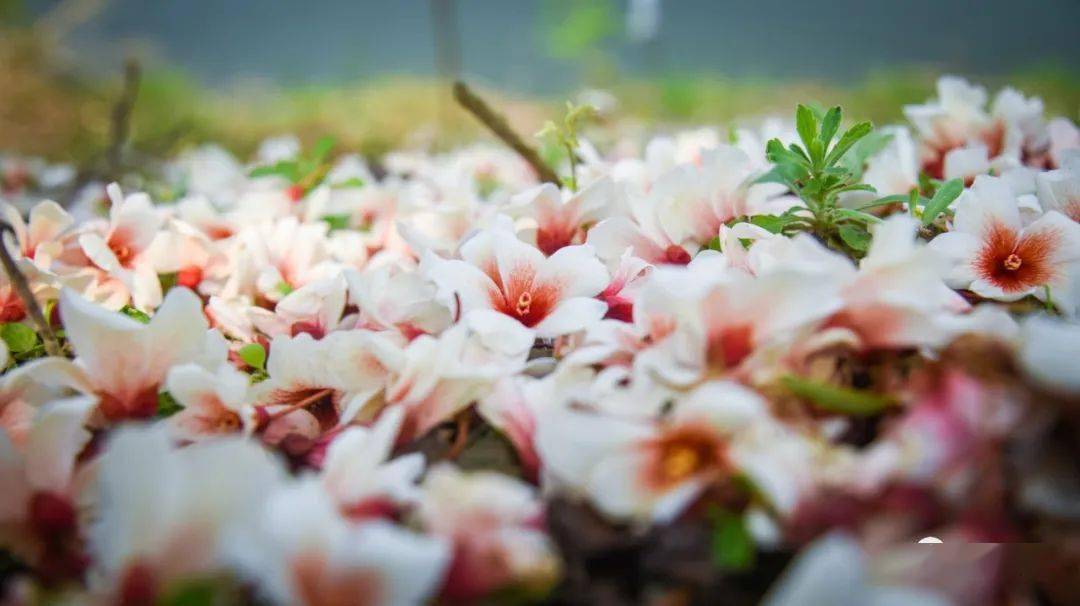 永春仙夹镇首届油桐花文化节盛大开幕油桐树花开了宛如飘雪很美很美