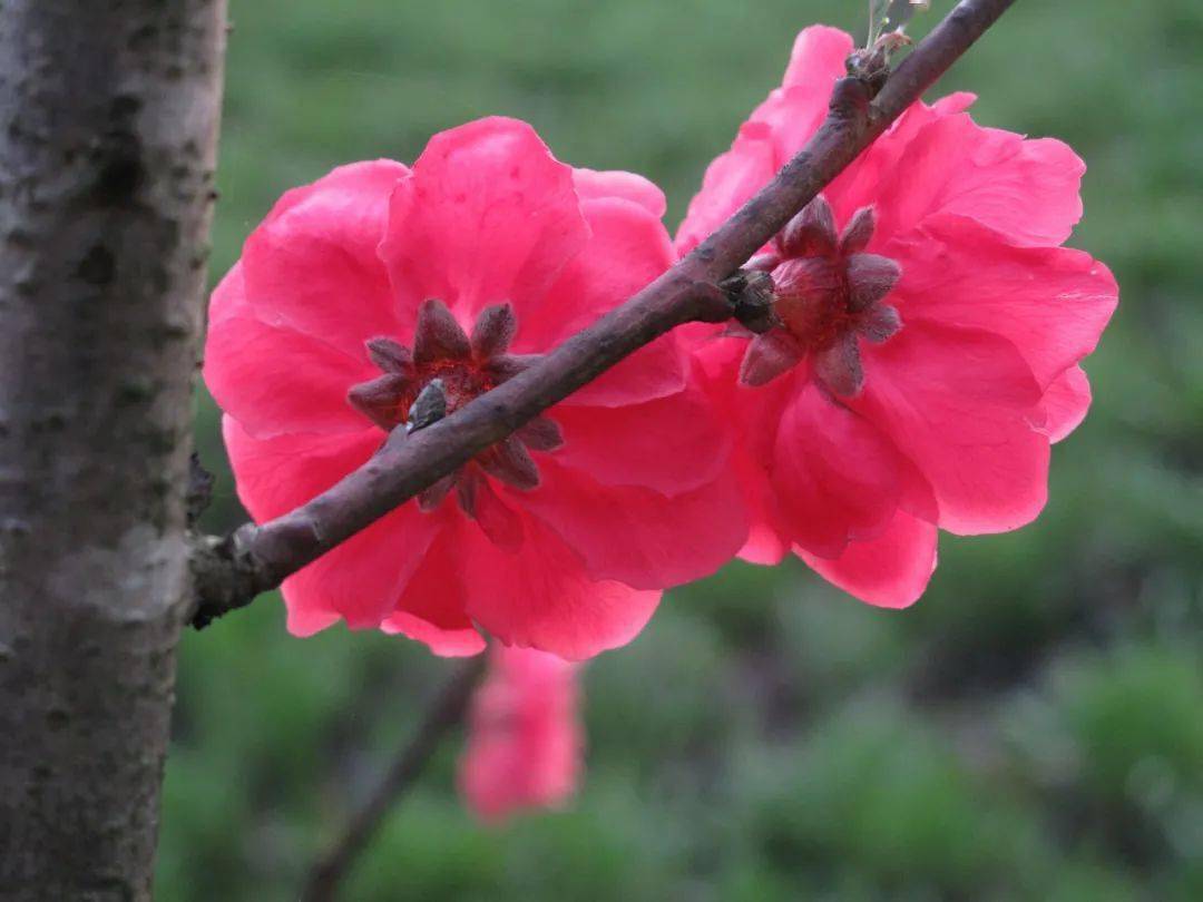 桃花的花萼图片图片
