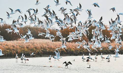 富锦国家湿地公园赏水禽迁徙。