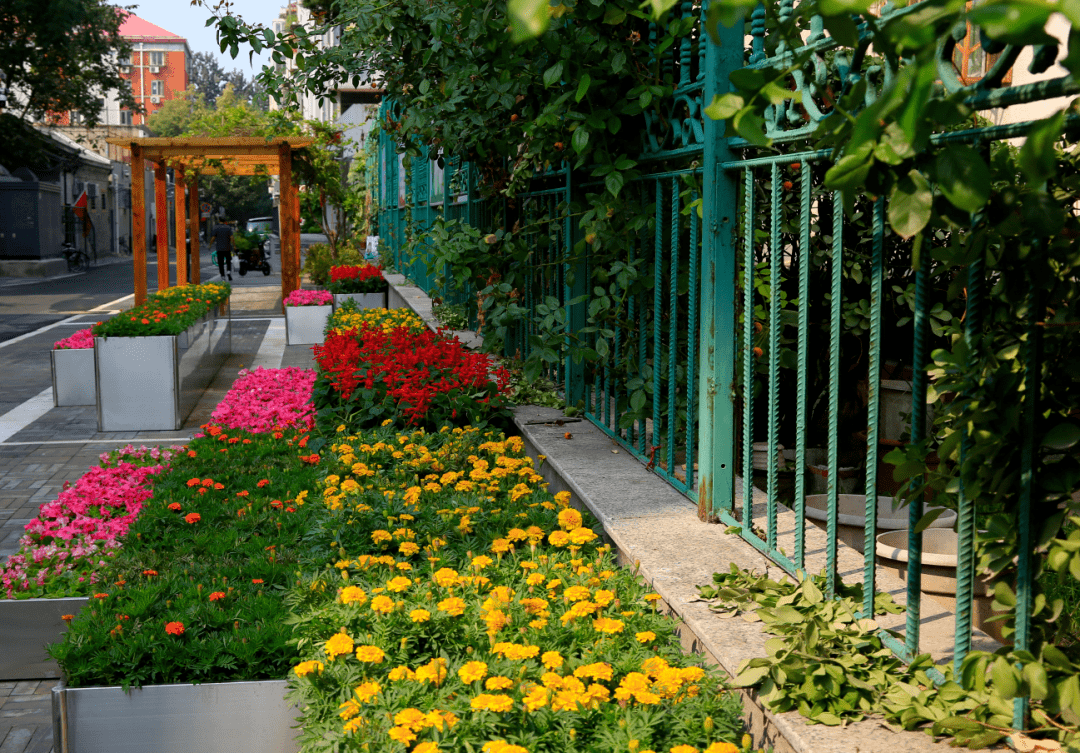 胡同变花坛社区治理靠大家