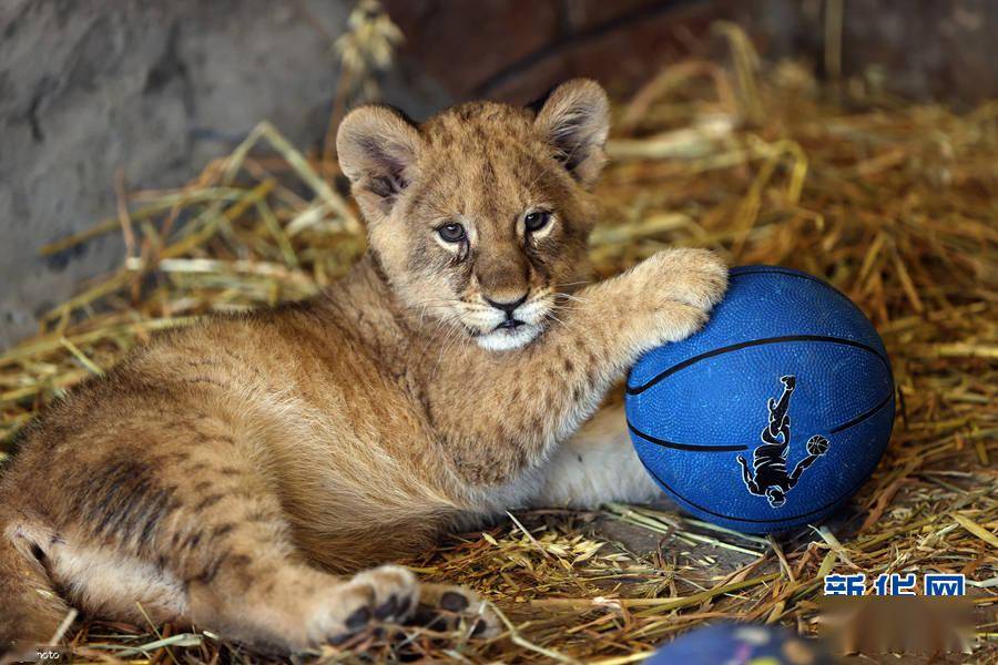 土耳其新生狮子宝宝亮相