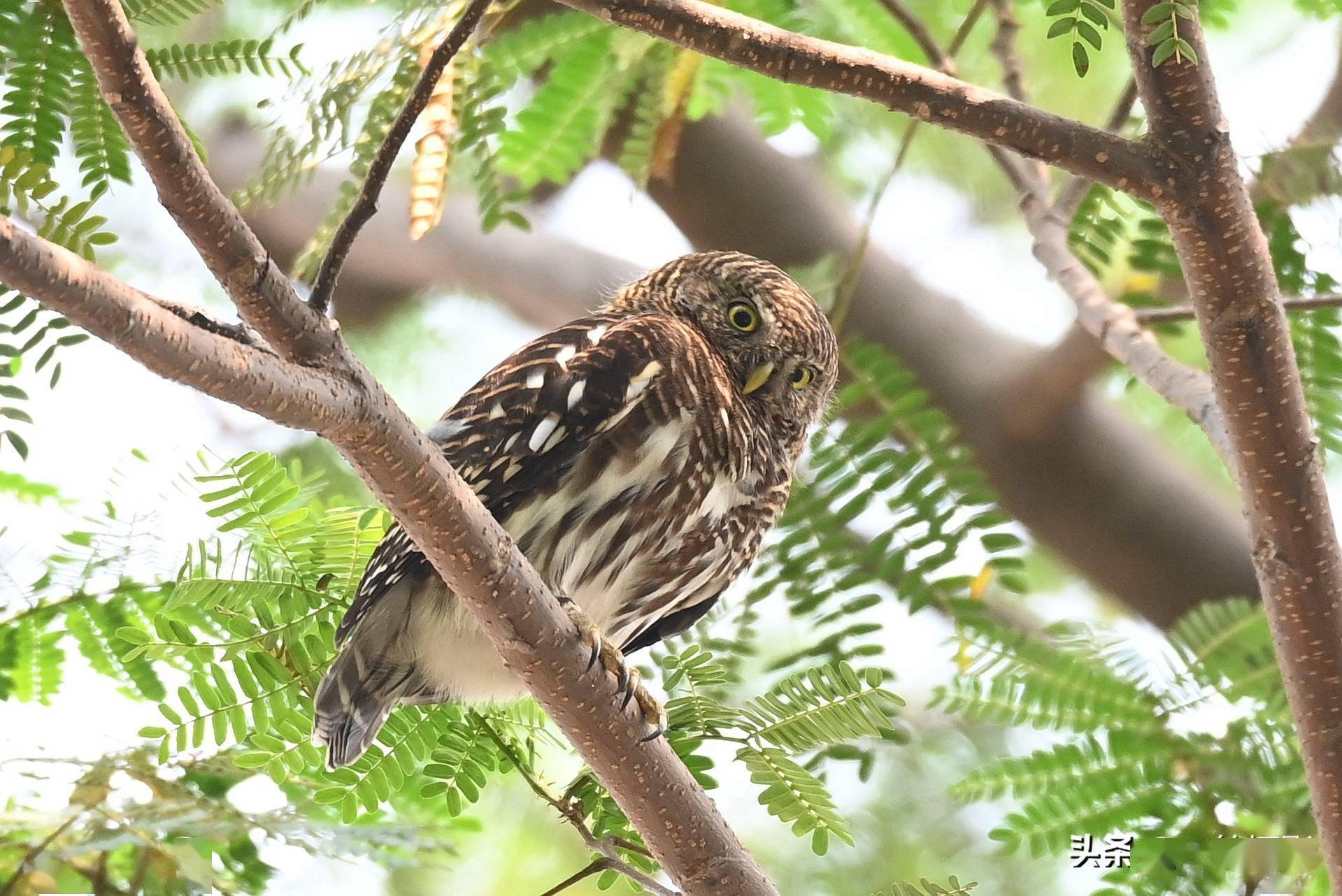 曾经在华南农业大学校园里一次就见到大小五只.