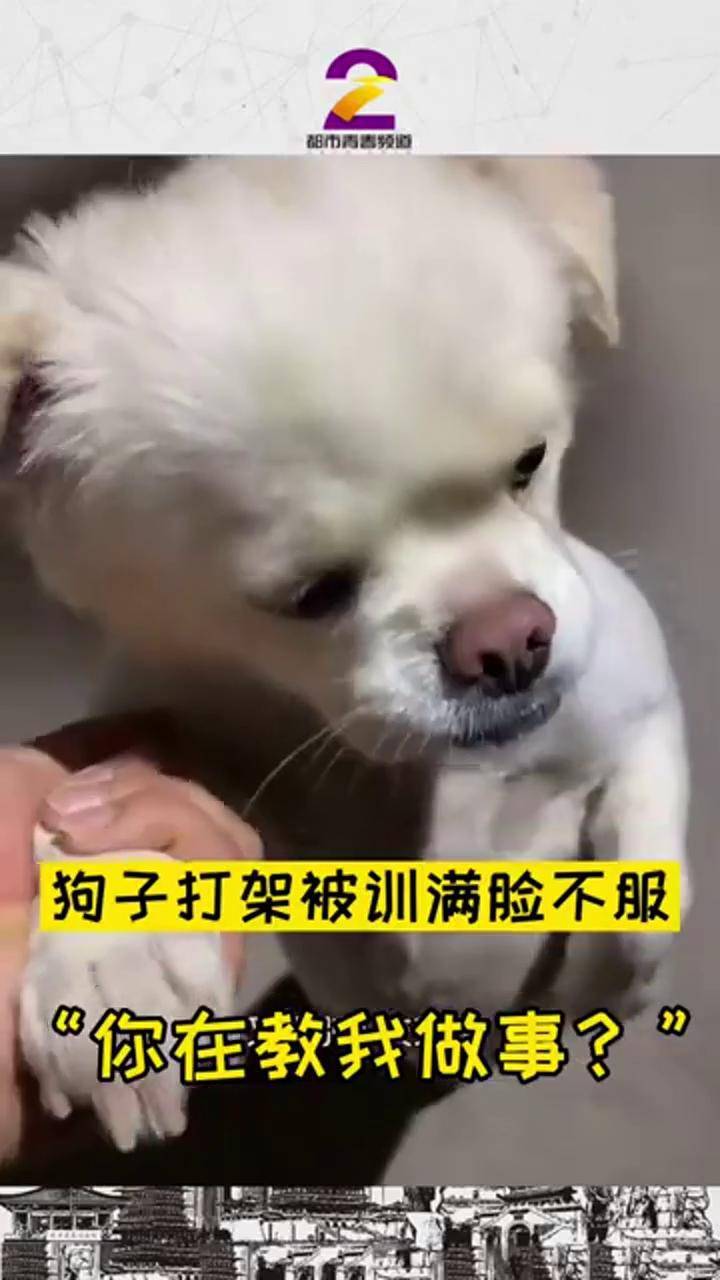 狗子打架被训满脸不服你在教我做事可以做成表情包了哈哈哈狗搞笑