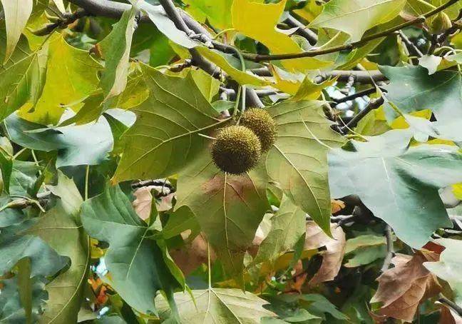 树是怎么繁殖的 93d2f2a3861e4ea6a485f0ff1393aadb.jpeg