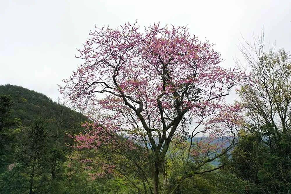 时下正是这棵古野生紫荆树开花时节,满树的紫红色的花朵,像一把巨伞撑