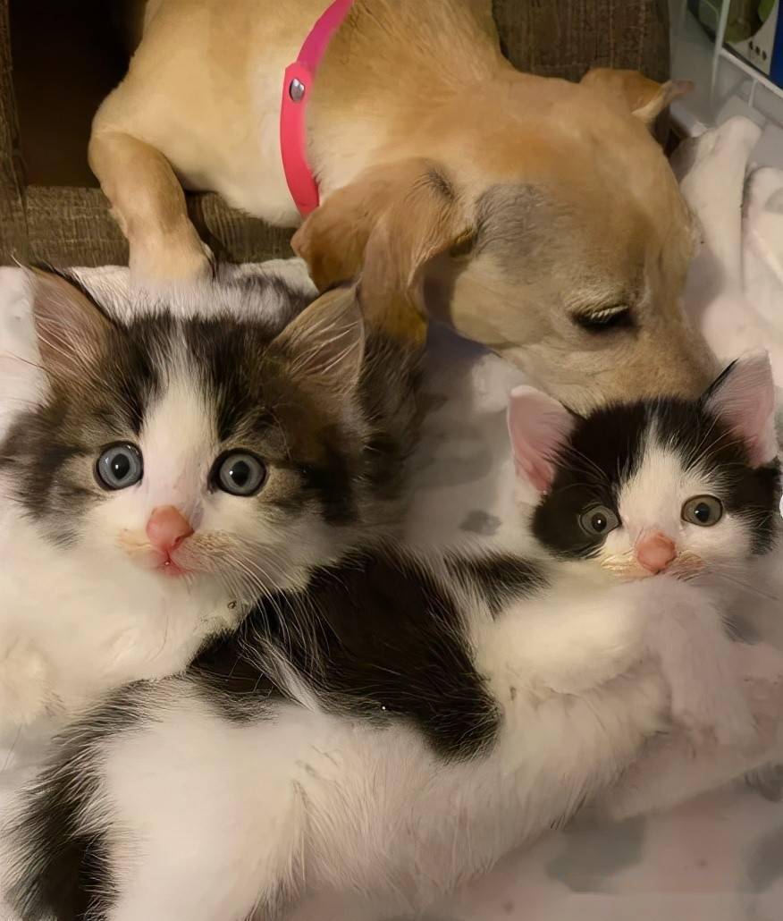 四只顽皮小奶猫竟认狗当妈妈每天撒娇求关注让狗妈心软