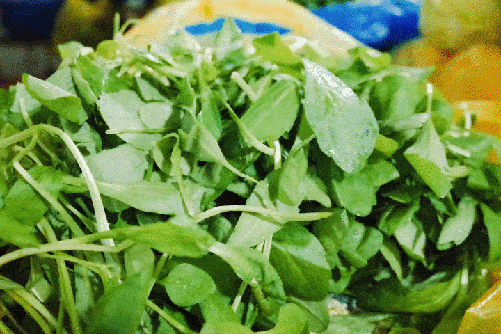 注意 这5种春菜要当心 吃对是美味 吃错是 毒药 食用