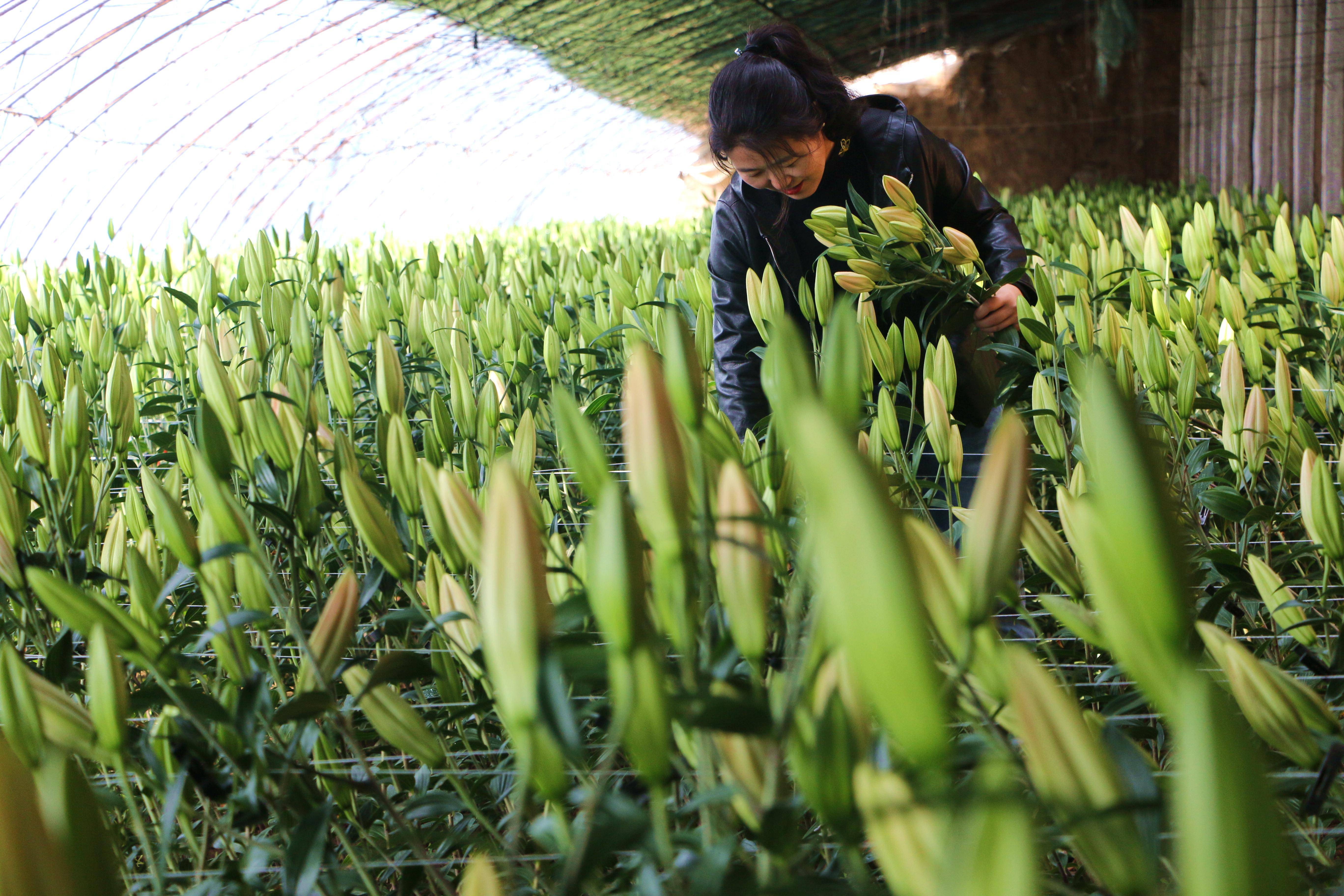 百合种植图片图片