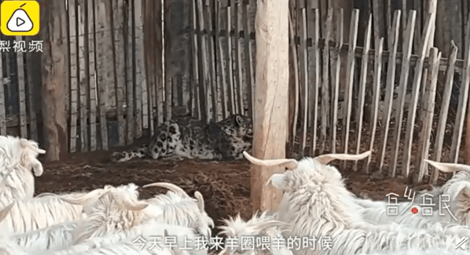 咬死19只羊 雪豹潜入羊圈吃饱喝足赖着不走 牧民 害怕极了 保护