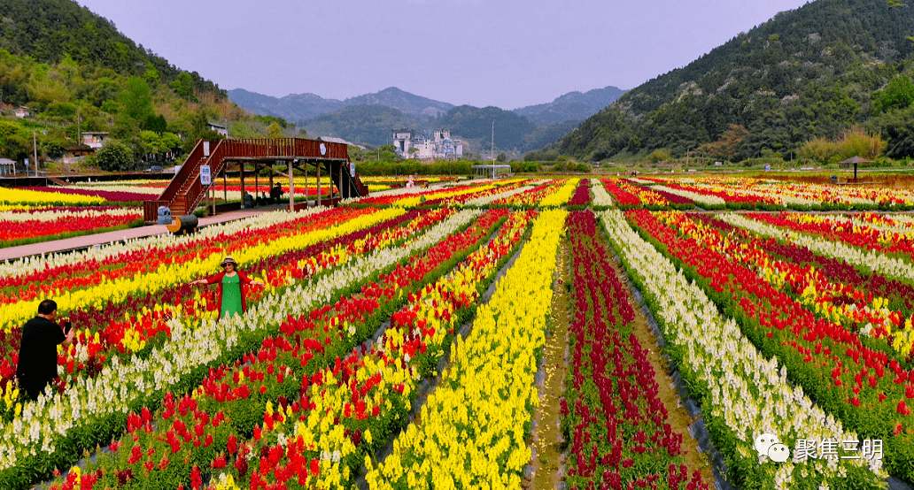 三明这片多彩花海美如童话,惊艳朋友圈靠它们了_万寿岩