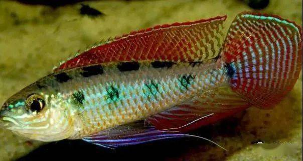 66种短鲷介绍至今最全水族圈低调分享