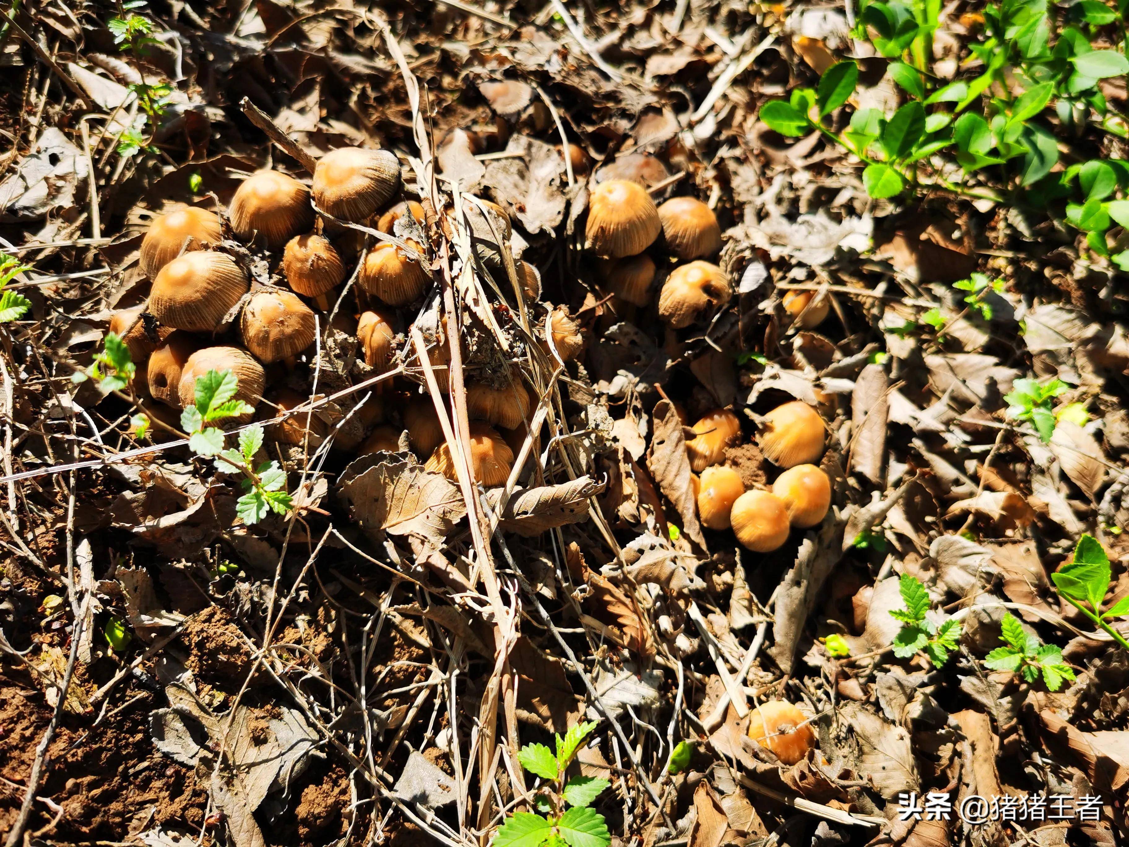 榆树桩上长的蘑菇图片图片