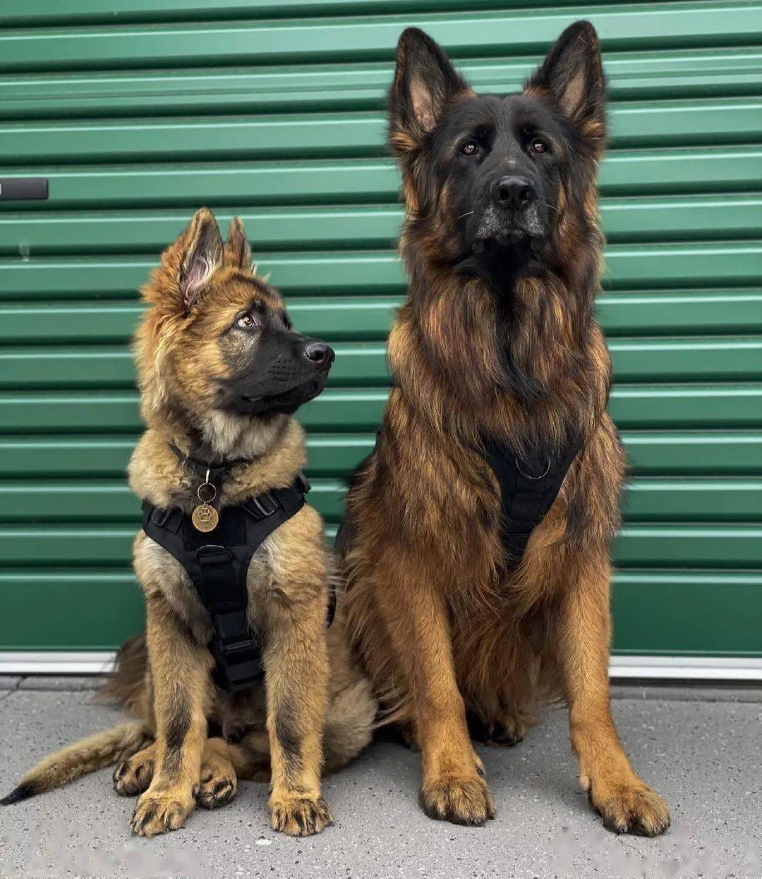 当高冷大德牧有了个蠢萌傻弟弟,反差萌画风太可爱了!