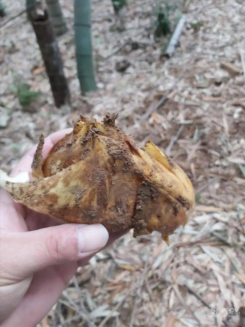尝鲜挖笋好时节,宁波男子网晒一颗有故事的笋~_竹笋
