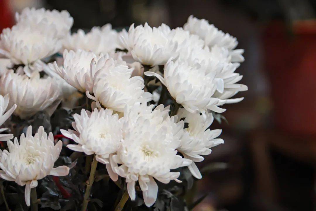 象征着高风亮节的黄白菊花将怀念亲人背后的哀思幻化成绵绵春雨一般
