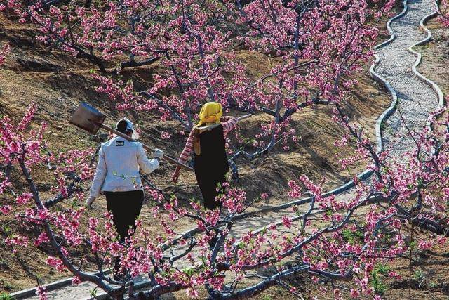 艺术点亮田园文化振兴乡村第二十七届汇泉桃花节开幕
