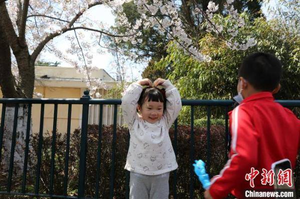 山东青岛:清明假期樱花盛放 引数十万游客赏樱游园
