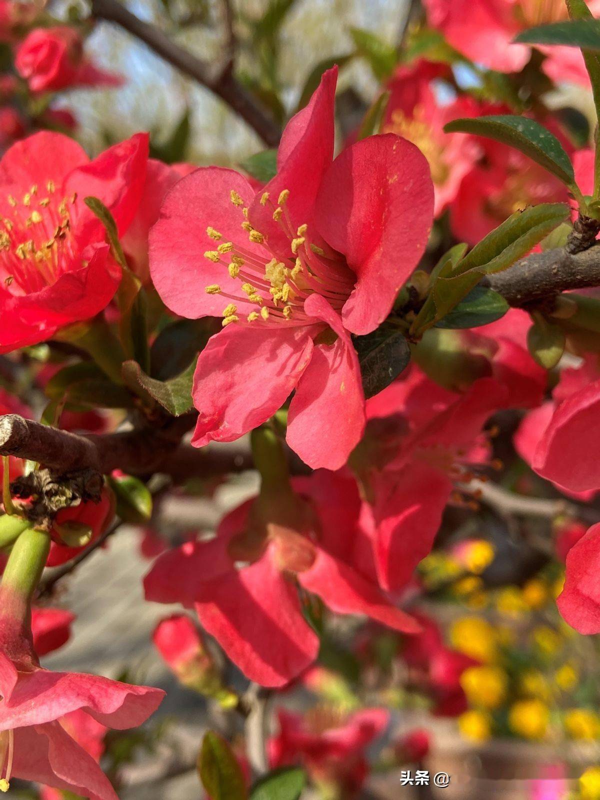 红色海棠花花语图片