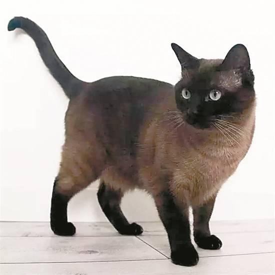 温度让猫咪变色海龟变性