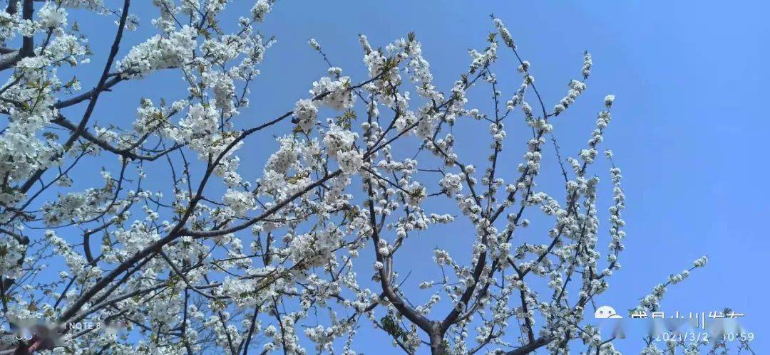 樱花盛开 小川西狭等您来踏青 赏花 樱桃村