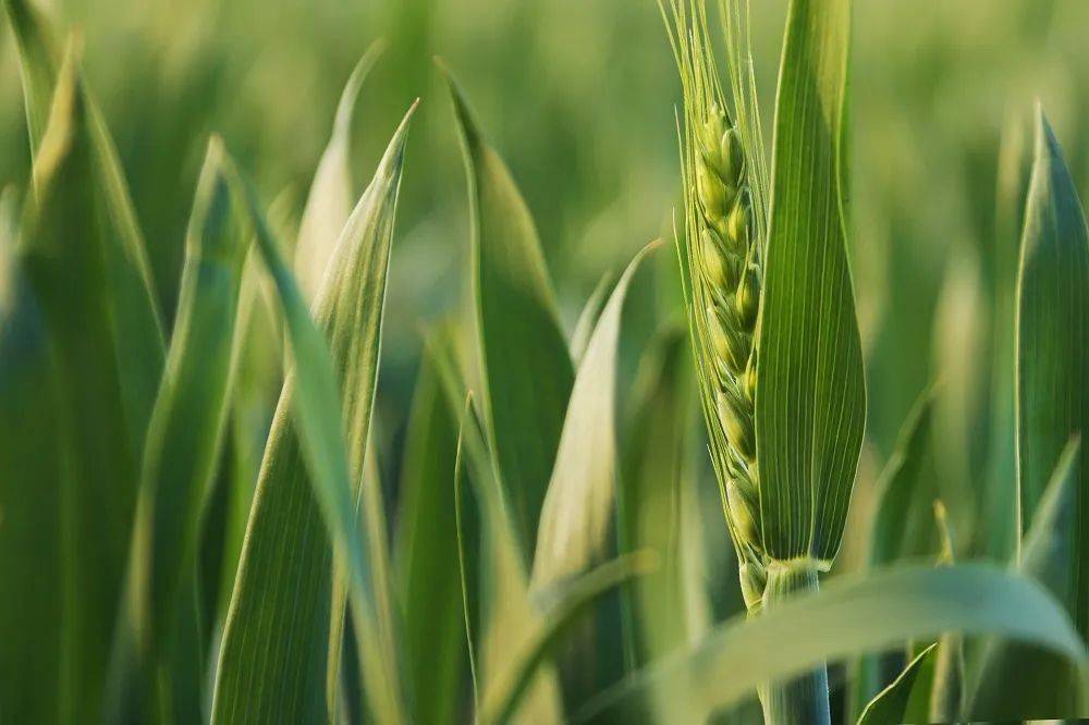 小麦赤霉病 见花打药 小麦扬花期打药到底对不对 影响