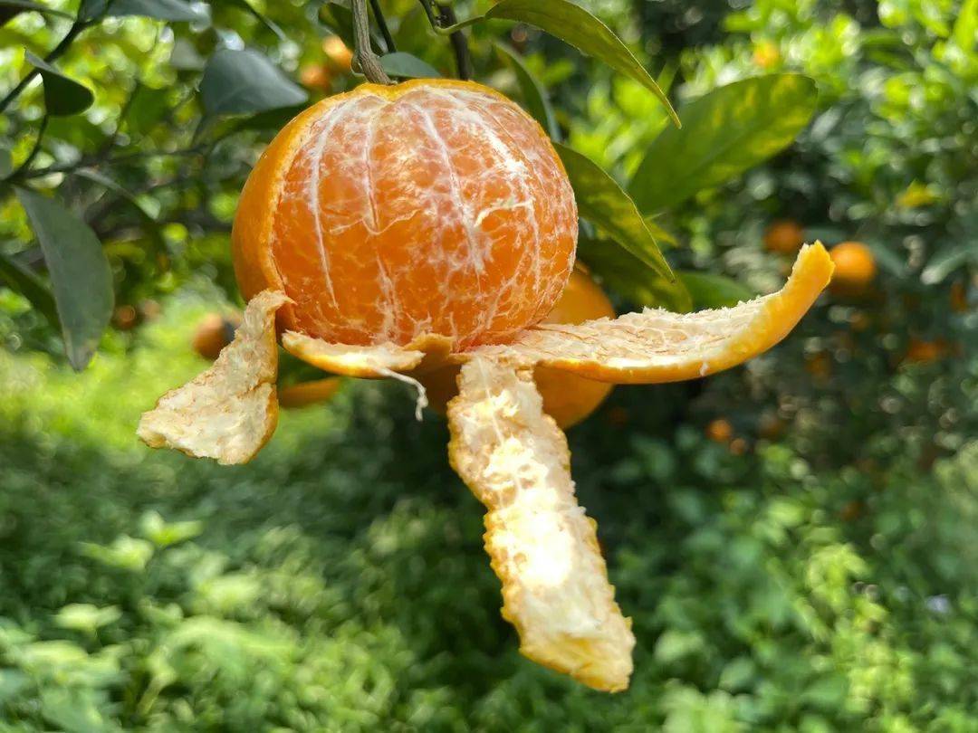 蘑菇特柑橘图片图片