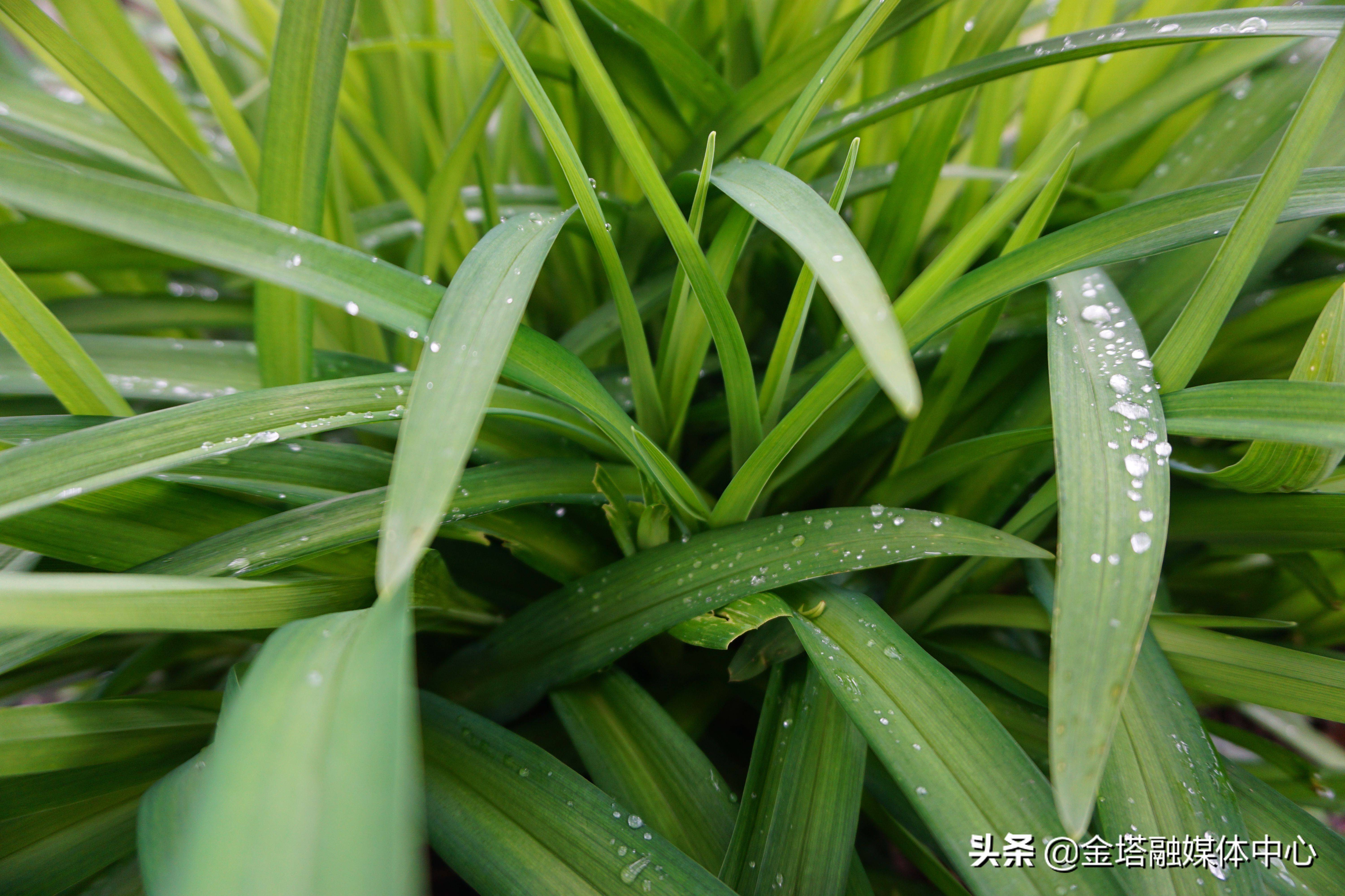 雨后的青草(团林苗族乡供图)