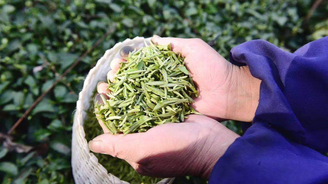 潮玩又到一年春茶时快到昆明各大茶叶市场去尝鲜