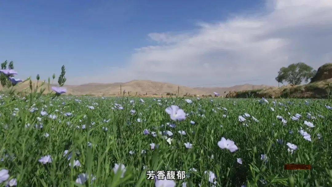 数说甘味会宁胡麻油香甘味长