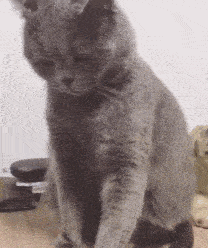 cf0d66f068b74531aeebd4367dc4cf35.gif