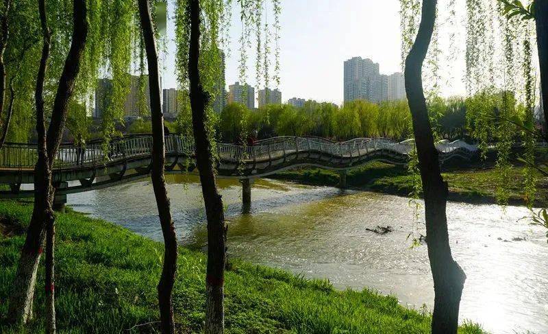被西安人称作"桃花岛"的西安桃花潭公园内花开正盛梨花,樱花,海棠花