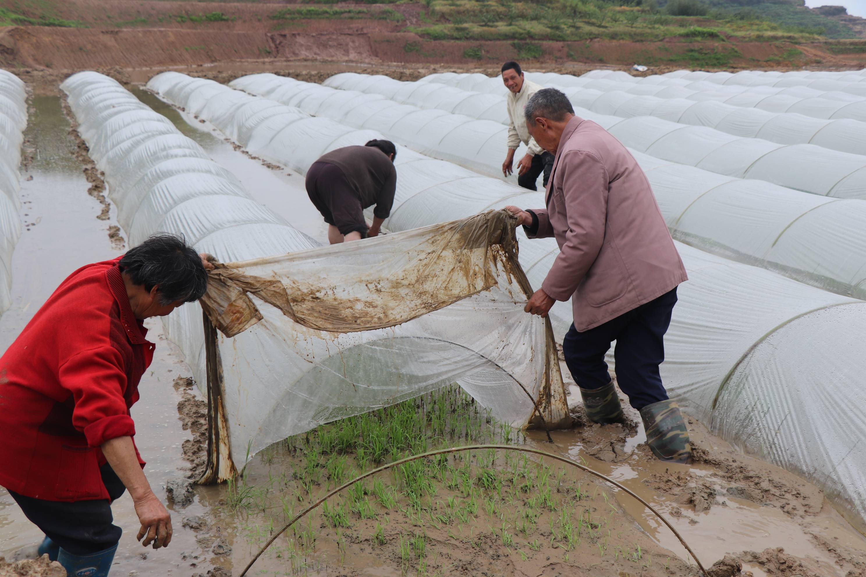 2000多亩水稻田,大户为啥抢着种?——重庆农业大区的春耕新事_流转